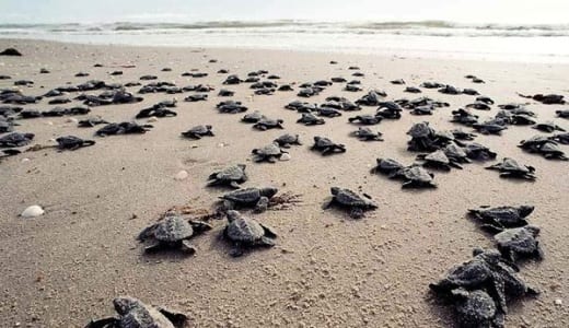 Ridley Sea Turtles in Miami-Dade Country, Fla.
