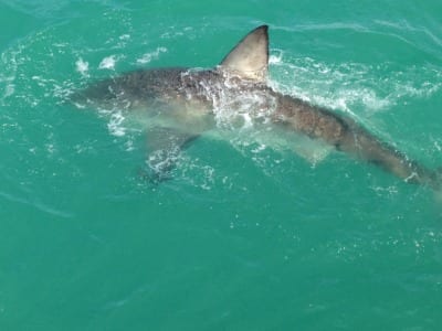 Explore South Africa by shark diving in Gansbaai.