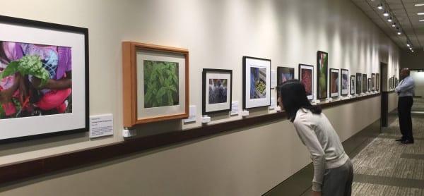 The Harvest exhibit at Washington State Convention Center. Photo credit - WSCC