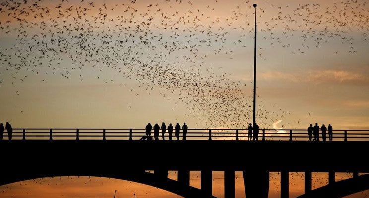 Austin-bat-bridge-