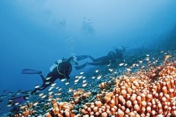 great barrier reef divers