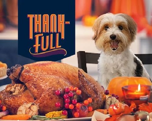 thankful puppy with turkey
