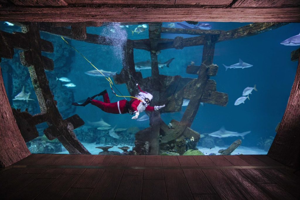 shark reef santa diving