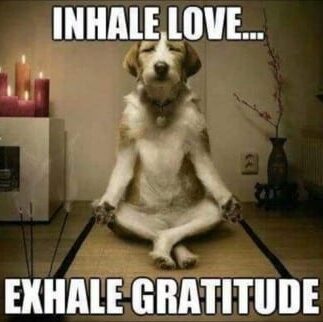 yoga dog gratitude meme