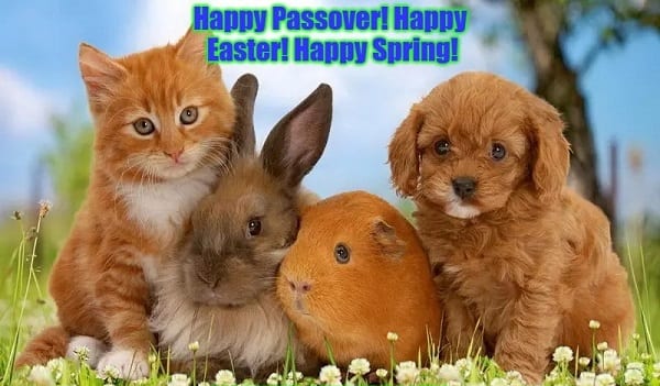 happy Easter and Passover animals